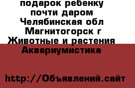 подарок ребенку - почти даром - Челябинская обл., Магнитогорск г. Животные и растения » Аквариумистика   